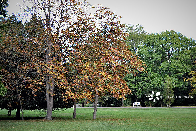 森林里的秋天图片素材