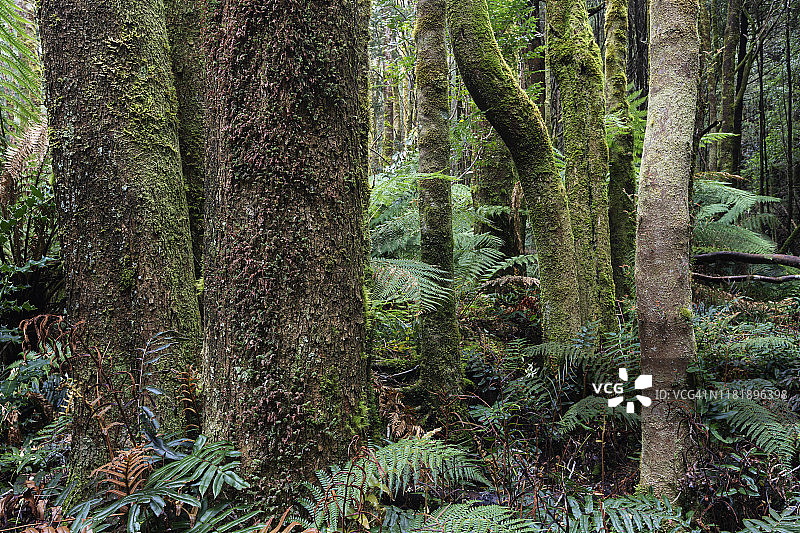 富兰克林戈登野河国家公园的森林场景图片素材