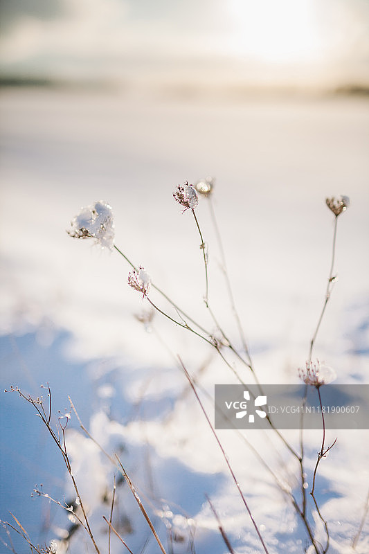 冬天田野里冰冻的植物图片素材