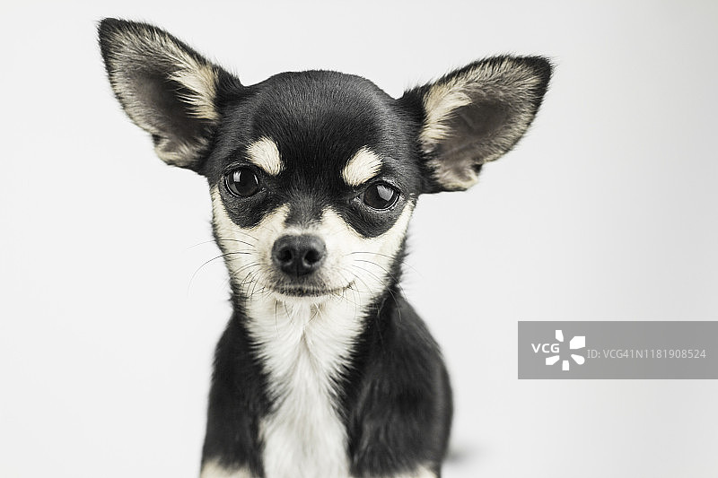 狗肖像图片素材