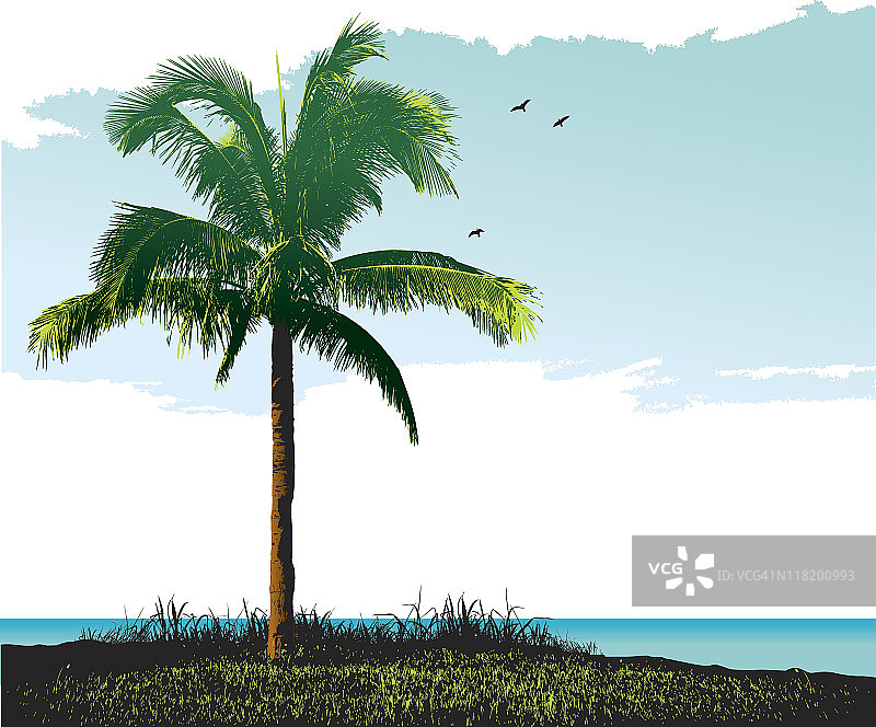 热带风光中的棕榈树图片素材