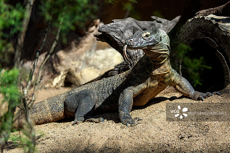 科莫多巨蜥图片素材