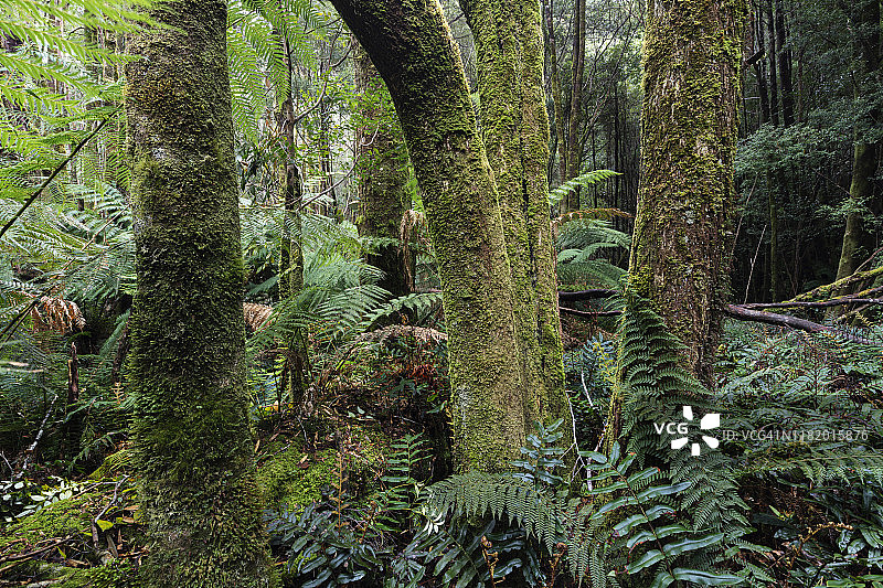 富兰克林戈登野河国家公园的森林场景图片素材