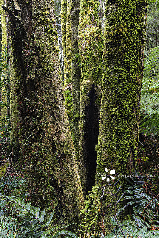 富兰克林戈登野河国家公园的森林场景图片素材