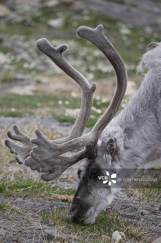驯鹿头部，斯匹次卑尔根群岛，挪威图片素材
