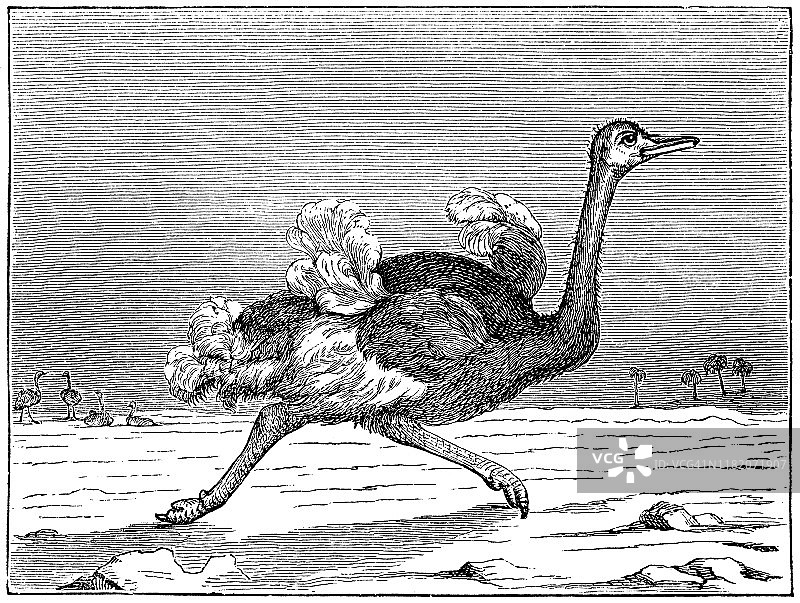 鸵鸟图片素材
