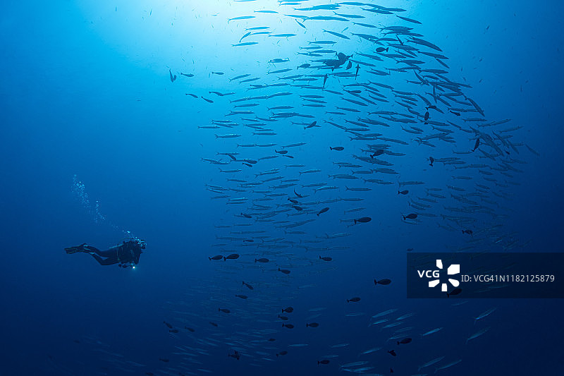 潜水员与梭鱼群 - 帕劳，密克罗尼西亚图片素材
