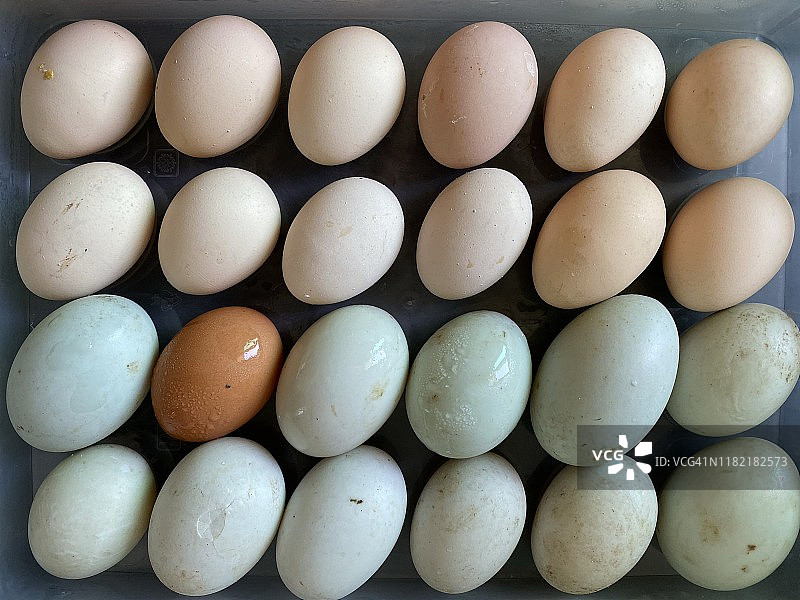 节日彩蛋和鸭蛋图片素材