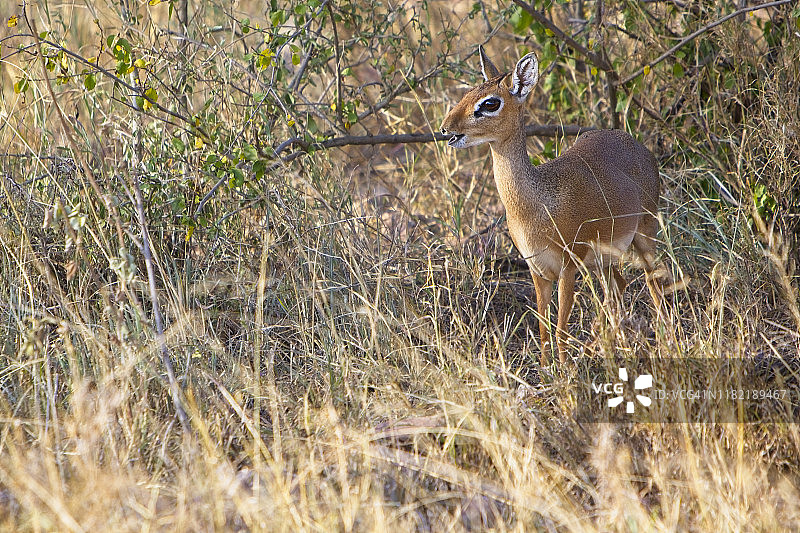 坦桑尼亚非洲灌木丛中伪装的犬羚图片素材