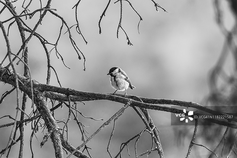大山雀图片素材