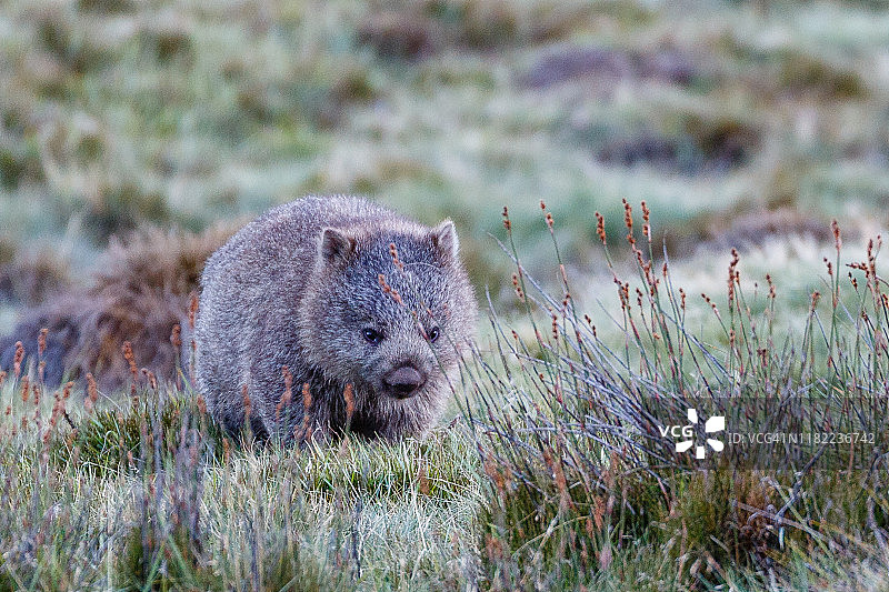 成年袋熊在草地上行走图片素材