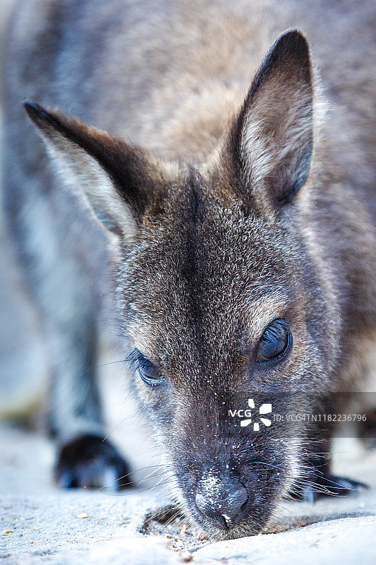 小袋鼠特写图片素材