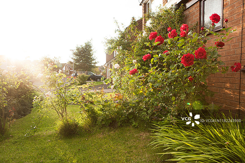 英国曼彻斯特郊区住宅区系列：傍晚逆光下的街景图片素材