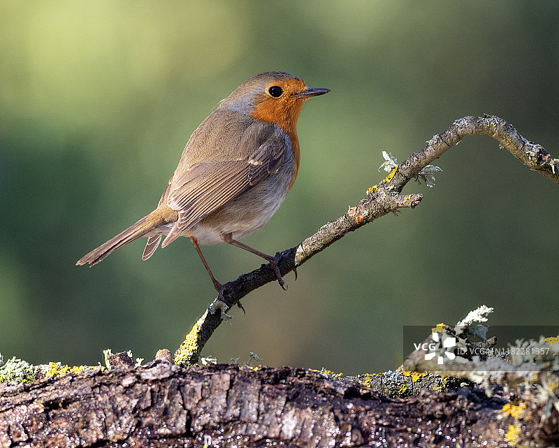 自然中站在树干上的知更鸟特写图片素材
