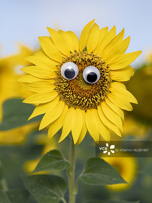 向日葵上的笑脸绘画图片素材