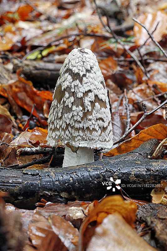 塞纳-马恩省的鬼伞蘑菇，法国图片素材
