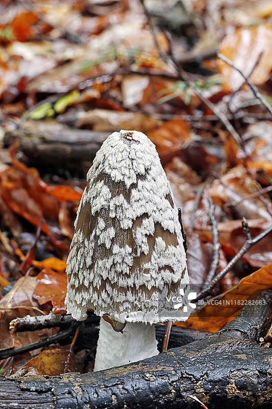 塞纳-马恩省的鬼伞蘑菇，法国图片素材