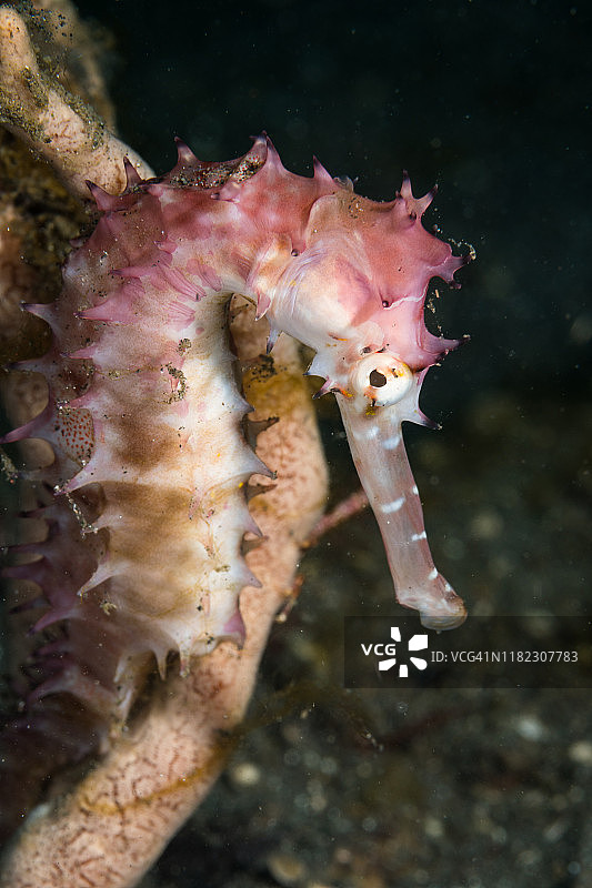 蓝碧海峡的多刺海马图片素材