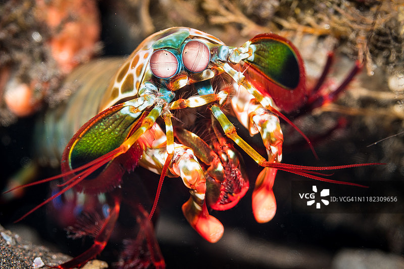 图兰本的孔雀螳螂虾图片素材