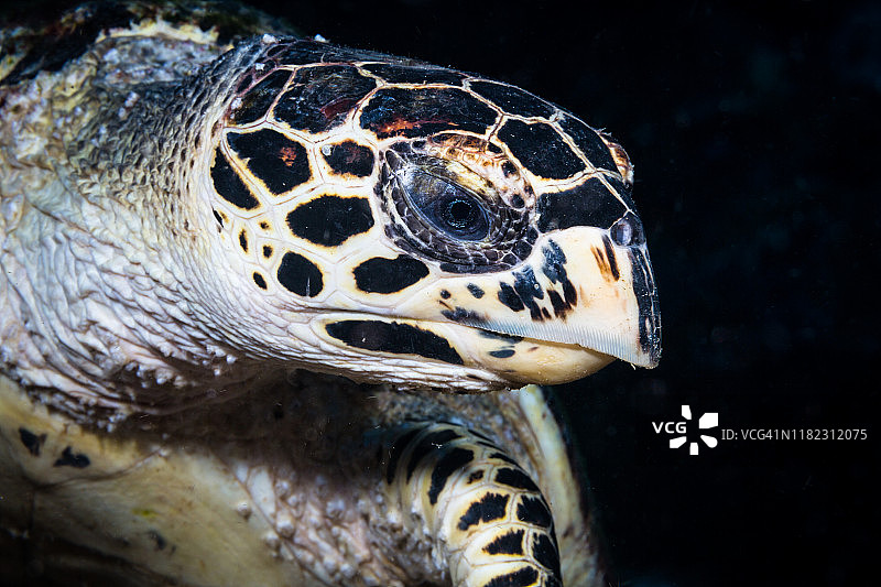 玳瑁海龟肖像图片素材