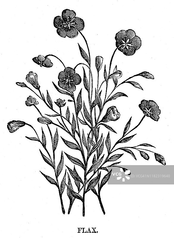 1869年亚麻雕刻图片素材