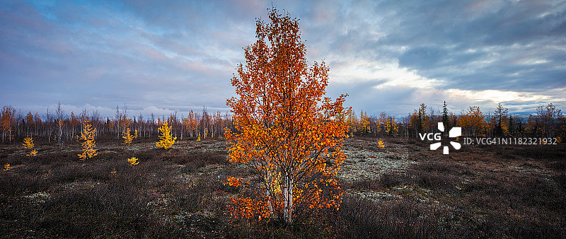 北部森林景观的壮丽全景，高分辨率打印图片素材