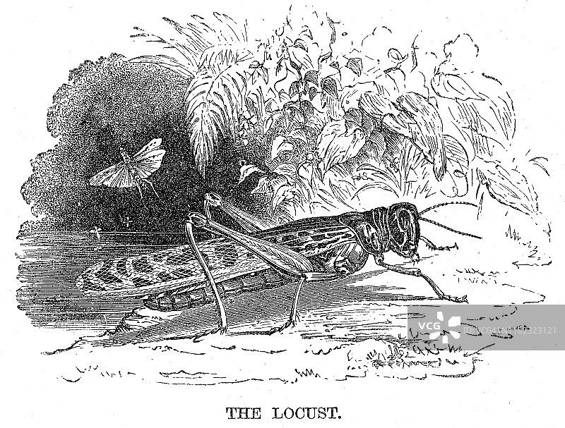1869年蝗虫雕刻图片素材