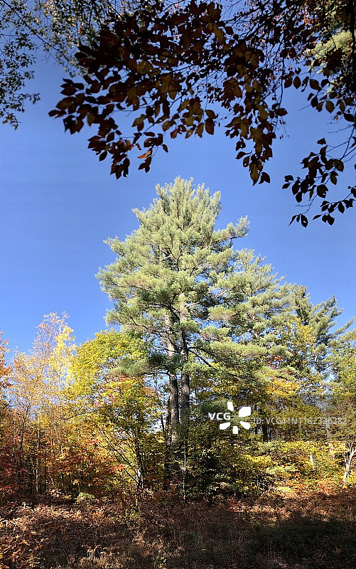 美国缅因州基列秋季的巨型松树图片素材