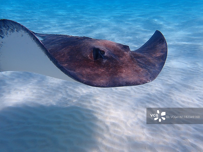 查帕雷 stingray 或加勒比鞭尾 stingray图片素材