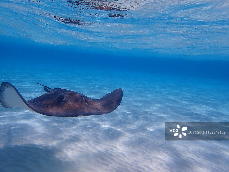 查帕雷 stingray 或加勒比鞭尾 stingray图片素材