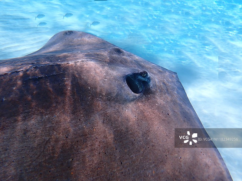 查帕雷 stingray 或加勒比鞭尾 stingray图片素材