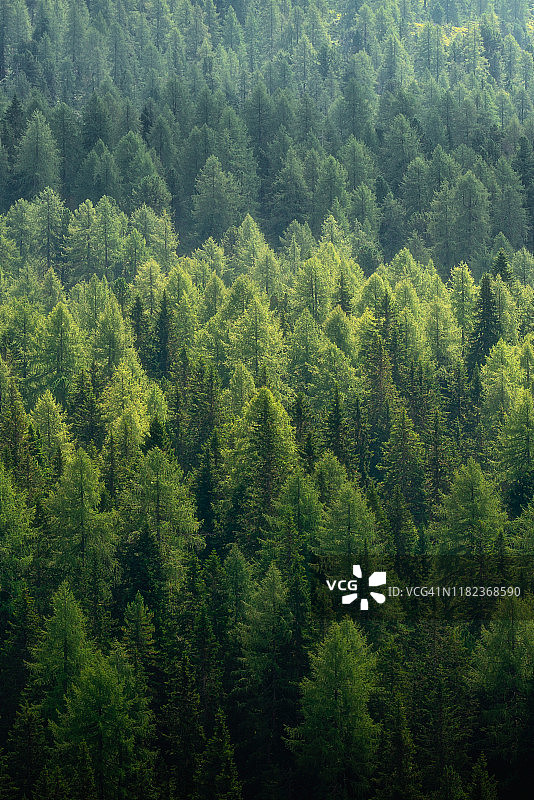 松树森林图片素材