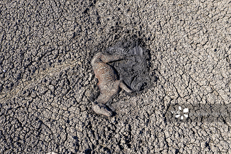 博茨瓦纳奥卡万戈三角洲，一匹马因干旱和气候变化被困在干涸的纳米湖厚厚的泥浆中，航拍图片素材