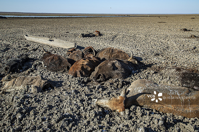 干旱和气候变化导致纳干米湖干涸，博茨瓦纳奥卡万戈三角洲奄奄一息的奶牛被尸体包围的航拍特写图片素材