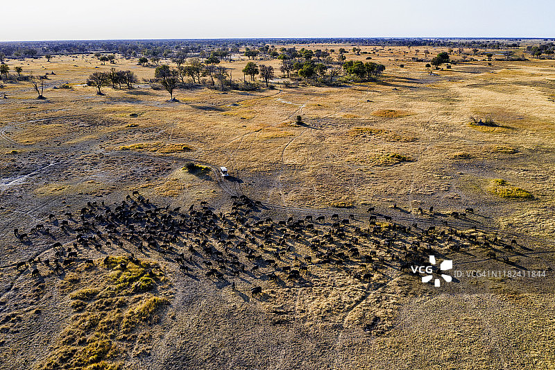 航拍：游客乘坐四驱越野车在博茨瓦纳奥卡万戈三角洲观看大群非洲水牛图片素材