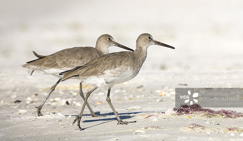 两只鹬在佛罗里达州迈尔斯堡海滩并排行走图片素材