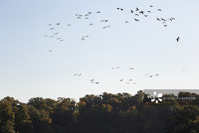 迁徙中呈圆形飞行的加拿大鹅图片素材