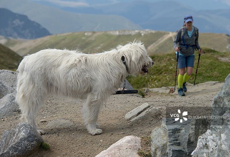罗马尼亚布切吉山脉的绿色自然背景下的牧羊犬图片素材