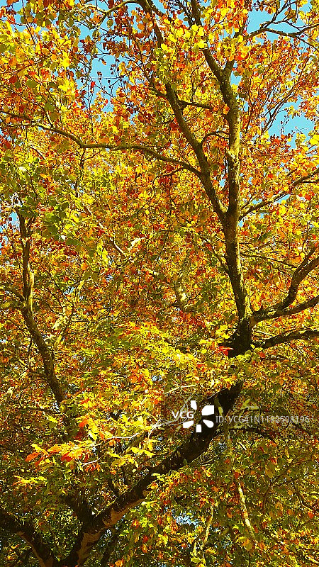 秋天的黄色树叶图片素材