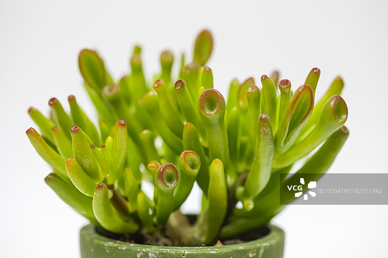 玉石植物、幸运植物、发财植物或发财树图片素材