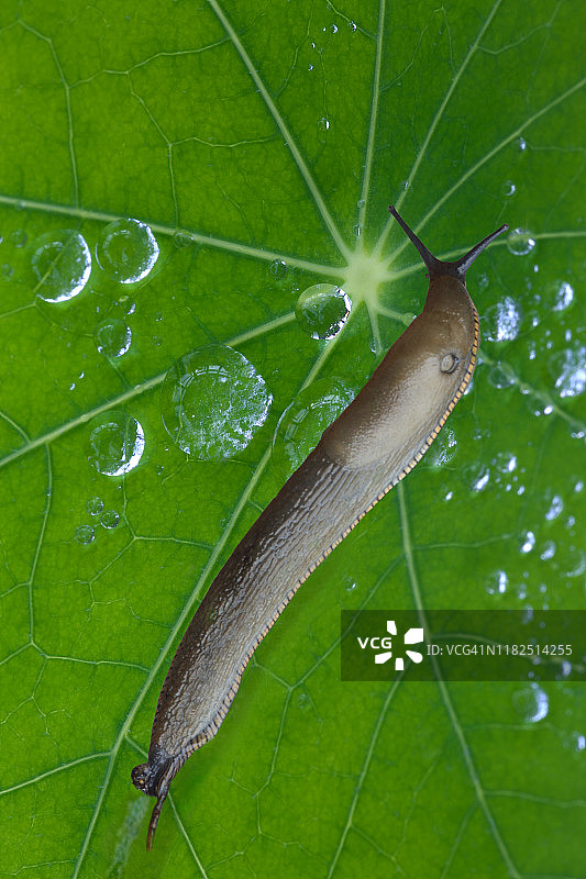 旱金莲叶上带水滴的大蛞蝓图片素材