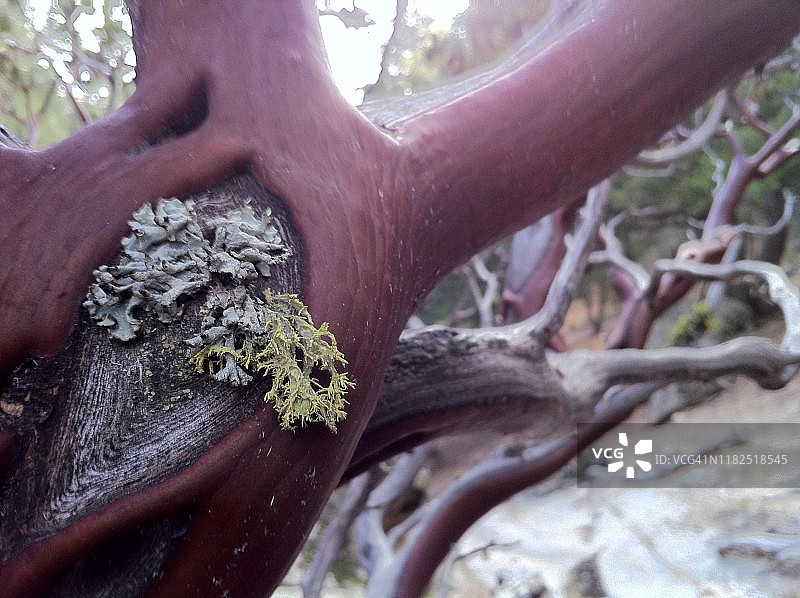 滴血的心图片素材