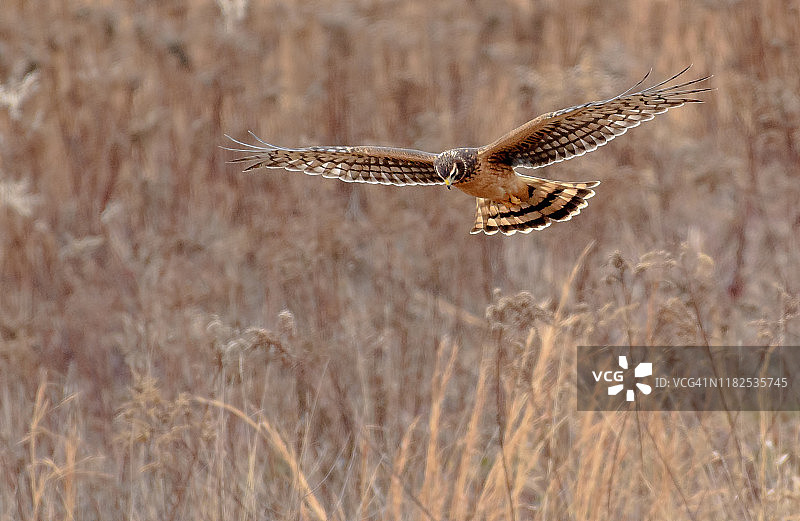 飞行中捕食田鼠的北美鹞图片素材
