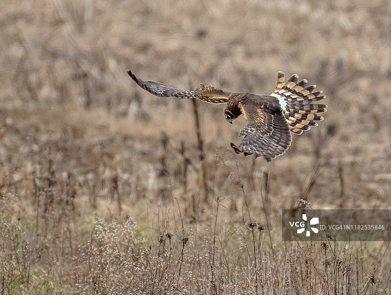 飞行中捕食田鼠的北美鹞图片素材
