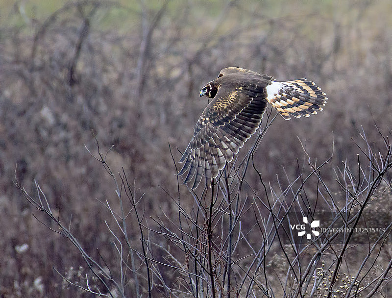 飞行中捕食田鼠的北美鹞图片素材