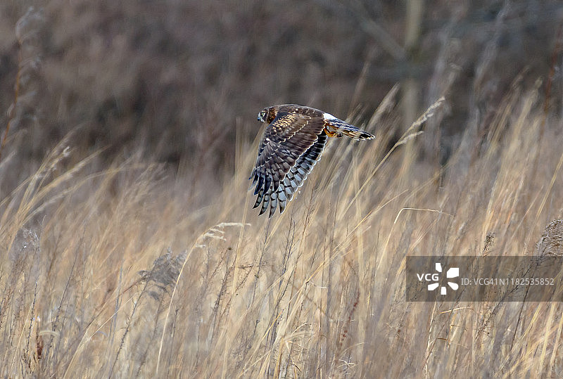 飞行中捕食田鼠的北美鹞图片素材