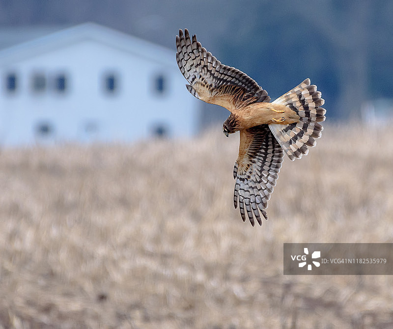 飞行中捕食田鼠的北美鹞图片素材