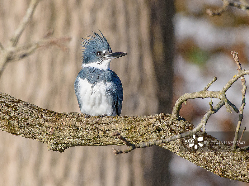 雄性带纹翠鸟图片素材
