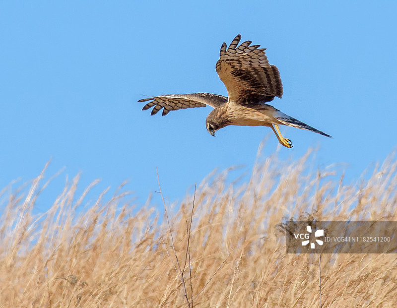 飞行中捕食田鼠的北美鹞图片素材
