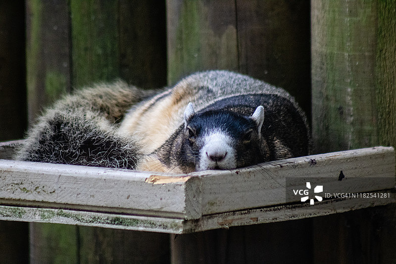 狐松鼠图片素材